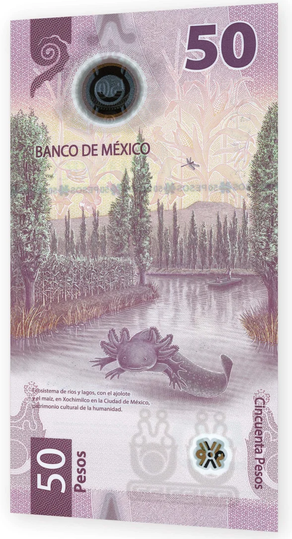 Reverso del billete de 50 pesos Familia G de Banxico, ecosistema de ríos y lagos con ajolote (Ambystoma mexicanum)